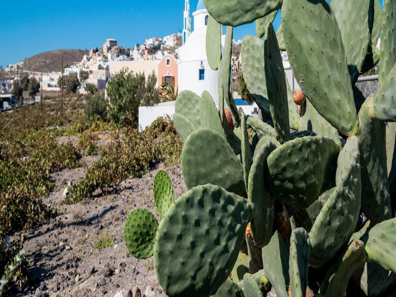 Vineyard Exclusive Suites Akrotírion المظهر الخارجي الصورة